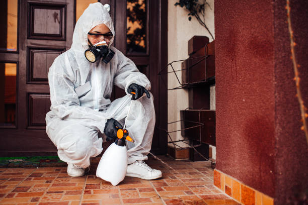 Attic and Crawl Space Rodent Treatment in North Tonawanda