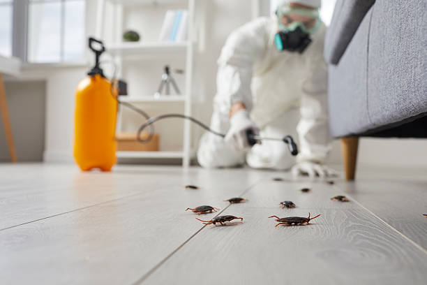 Commercial Rodent Management in North Tonawanda